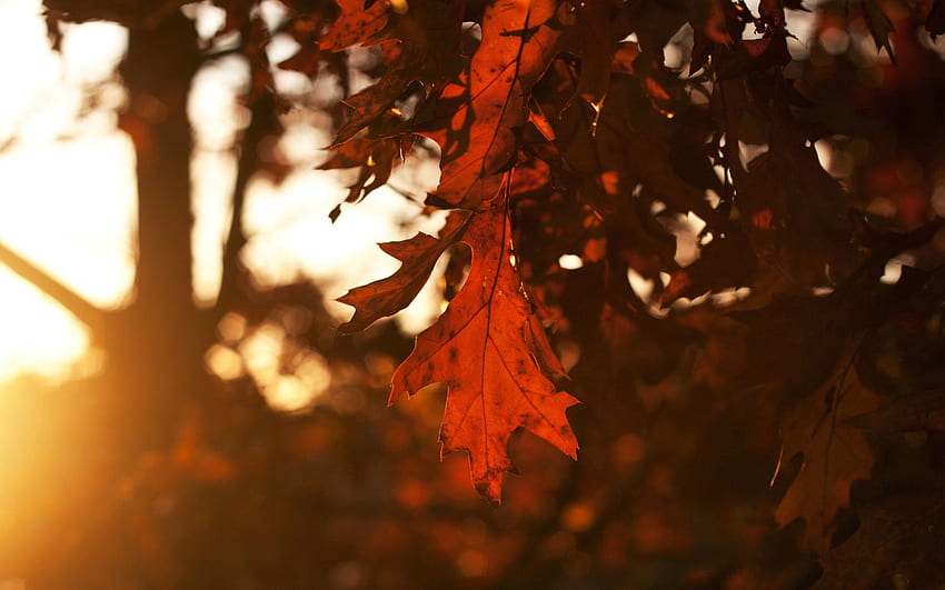 木, 秋, 葉, 暗い, シート, 葉, オーク, シーズン 高画質の壁紙