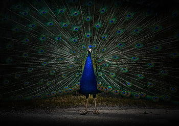 Do Peacocks Pay a Price for Beauty?