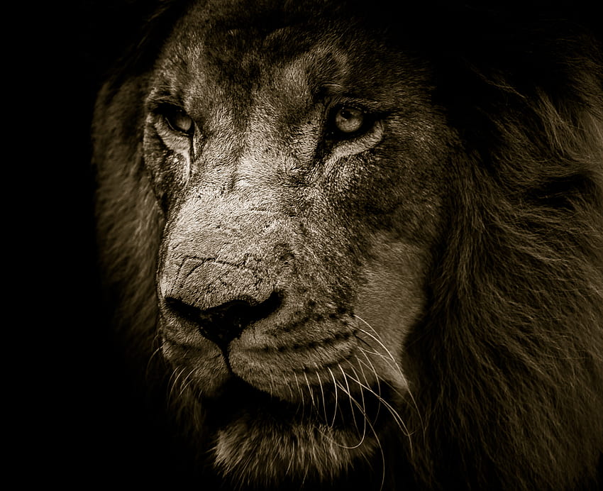 Lion, fur, muzzle, predator HD wallpaper
