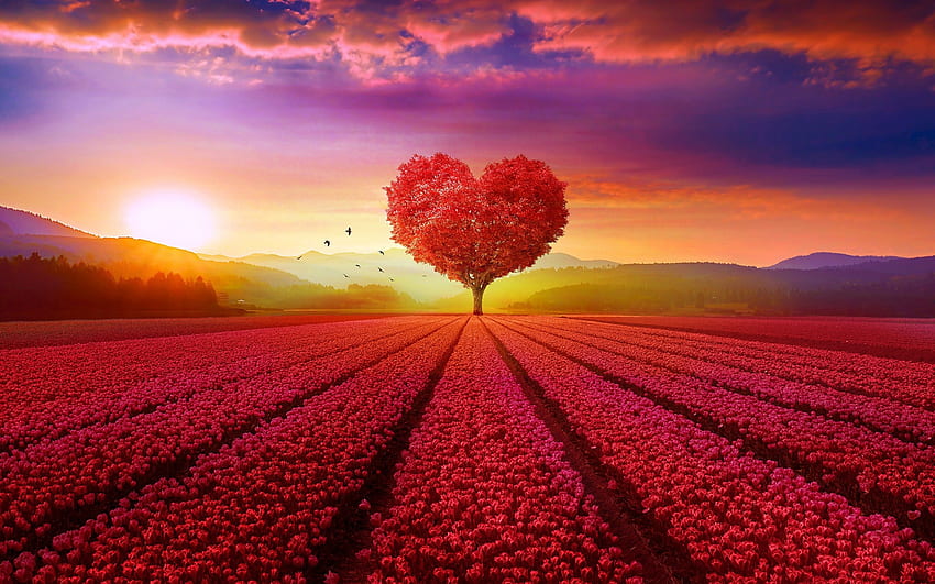 Heart Shaped Tree, Field, Sunset, Scenic for MacBook Pro 15 inch HD wallpaper
