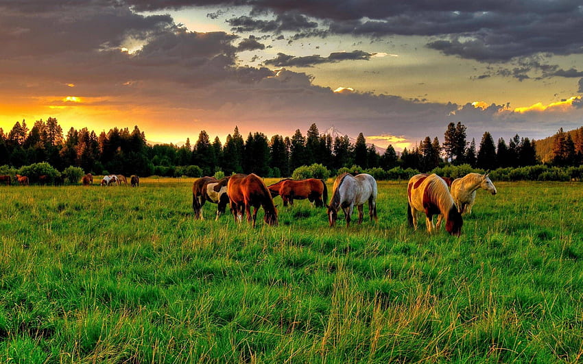 동물 잔디 동물 잔디 갈색 말 x . 말 , 아름다운 말, 말, 말 목장 HD 월페이퍼