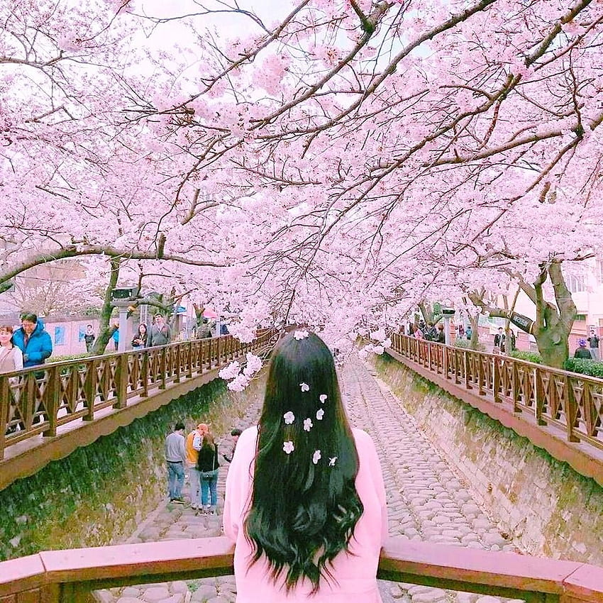 桜の中の韓国の女の子、美しい韓国 HD電話の壁紙