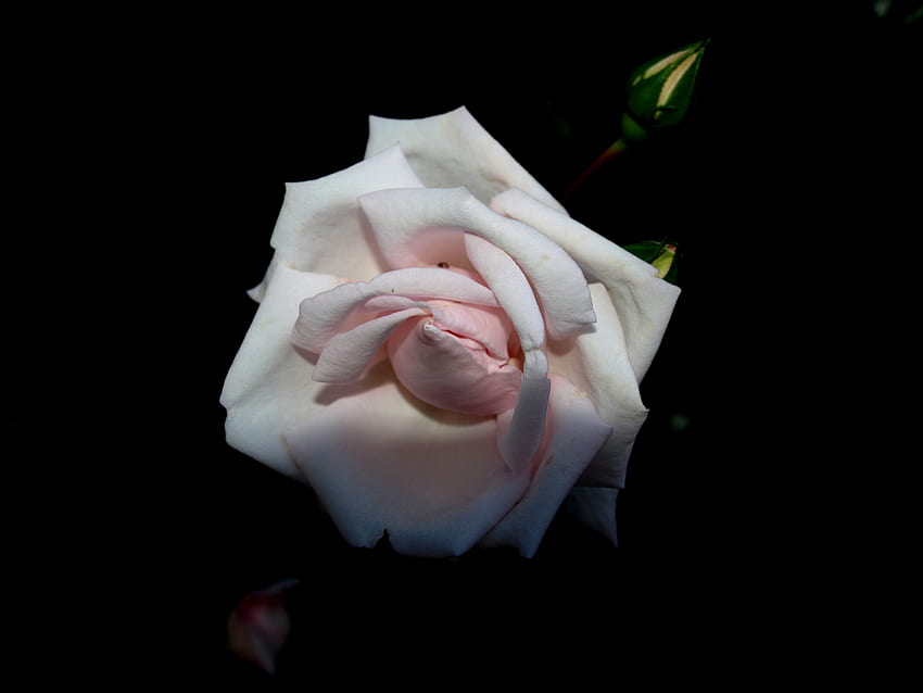 Wildrose, Rose, 05, 09, wild HD-Hintergrundbild