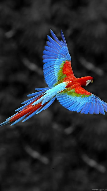 Beautiful Parrot, macaw colourful HD wallpaper | Pxfuel