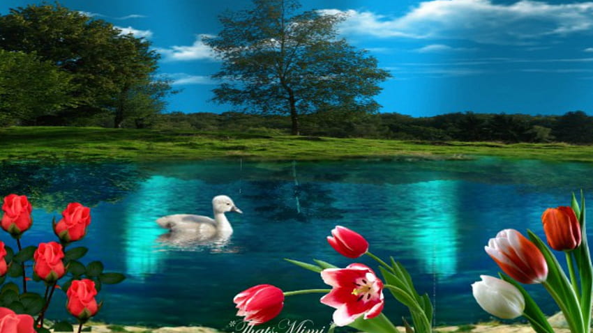 Luogo pacifico, blu, carino, pacifico, fiori, lago Sfondo HD