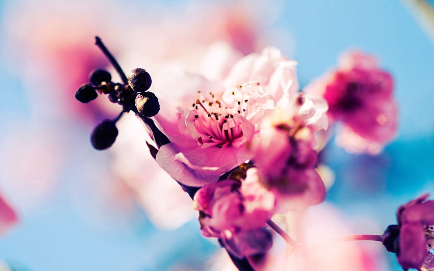 Flowers, Sky, Macro, Glare, Bloom, Flowering, Spring HD wallpaper