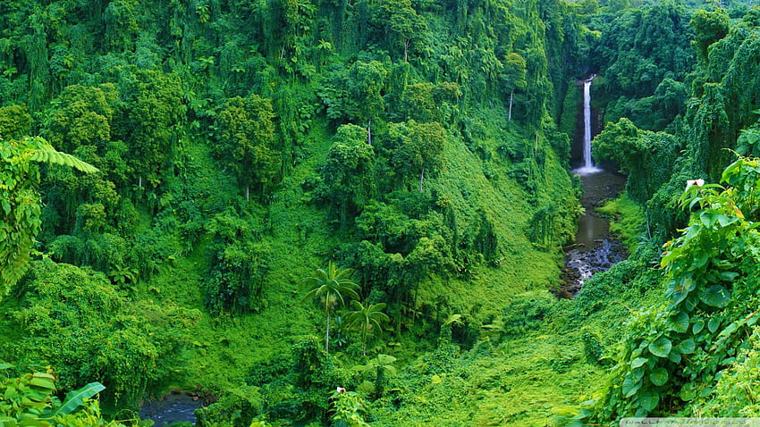 Jungle Waterfall Ultra Background for : Multi, Rainforest HD wallpaper