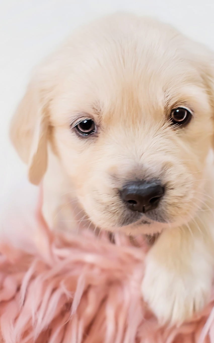 Puppy, Cute, Dogs for Galaxy Note HD phone wallpaper | Pxfuel