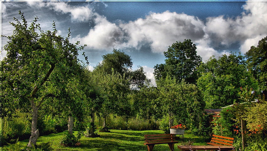 maravillosos árboles frutales en el patio trasero r, patio trasero, césped, nubes, árboles, bancos, r fondo de pantalla