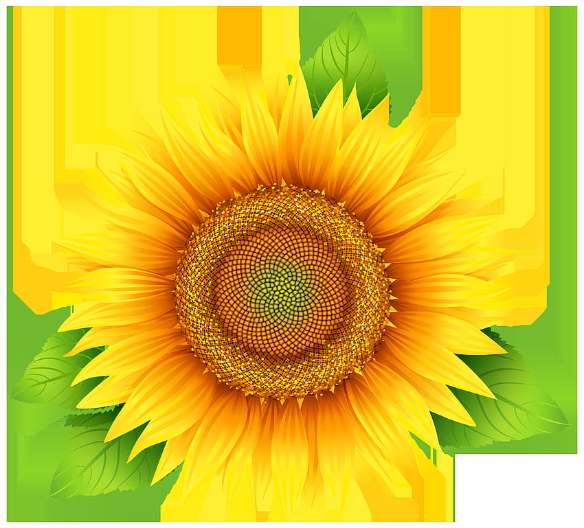 PNG Bunga Matahari, Bunga Matahari Realistis Wallpaper HD