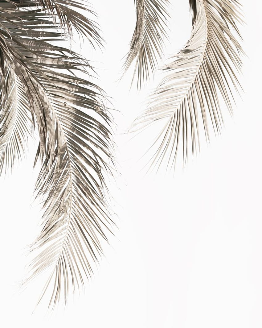 Impression d'art de feuilles de palmier séchées par Gallery Tribe X Small. Art de la feuille de palmier, Art de la feuille, fond de palmier, palmier noir Fond d'écran de téléphone HD