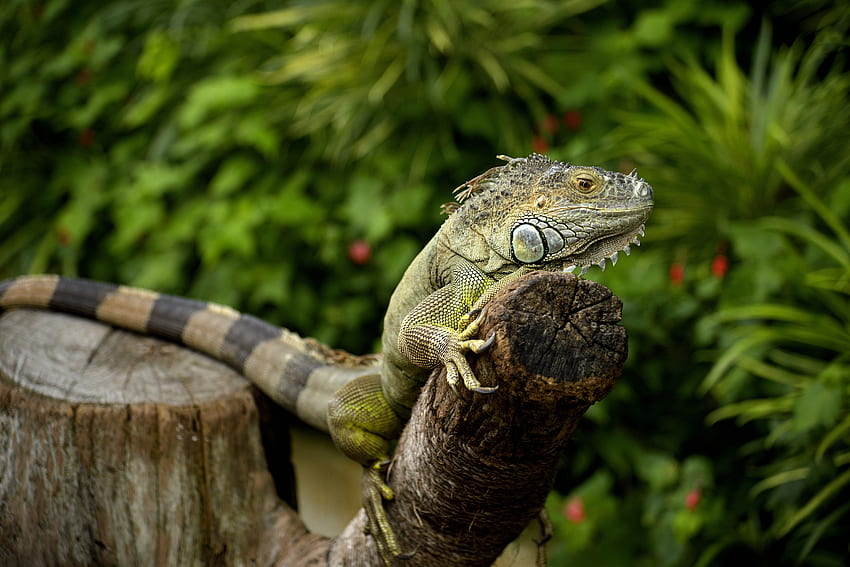 Animals, Lizard, Reptile, Chameleon, Iguana HD wallpaper