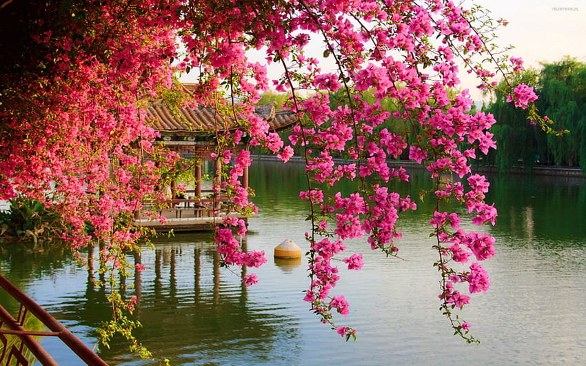 Fleurs de printemps roses dans le parc chinois Kunming Chine, joli chinois Fond d'écran HD