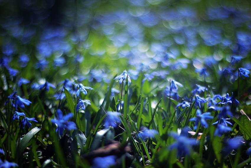 Blumen, Gras, Unschärfe, glatt, Poljana, Lichtung HD-Hintergrundbild