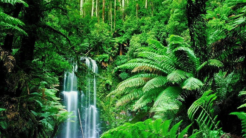 Дъждовна гора . Тропическа гора, тропическа гора HD тапет