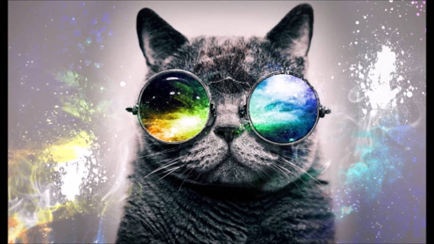 Switch Places, Glasses Cat Galaxy HD wallpaper