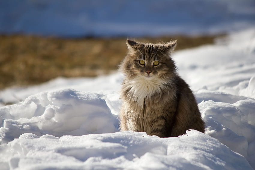 Zwierzęta, Zima, Śnieg, Kot, Puszysty Tapeta HD