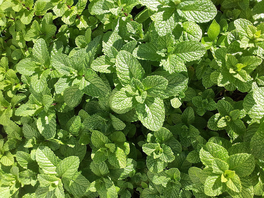 Muitos usos de folhas de hortelã. A velha medicina herbal papel de parede HD