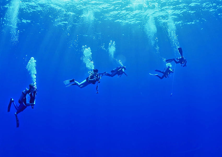 Dive . Skydive , Duck HD wallpaper