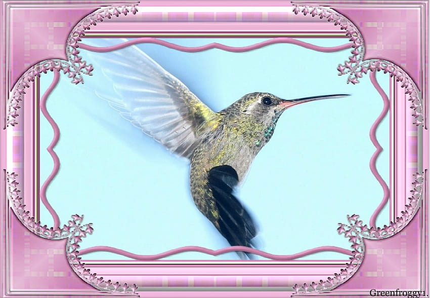 HUMMINGBIRD, FRAMED, , PINK, BIRD HD wallpaper
