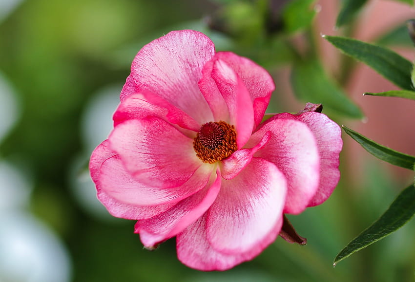 Ranúnculo, anêmona, rosa, flor papel de parede HD