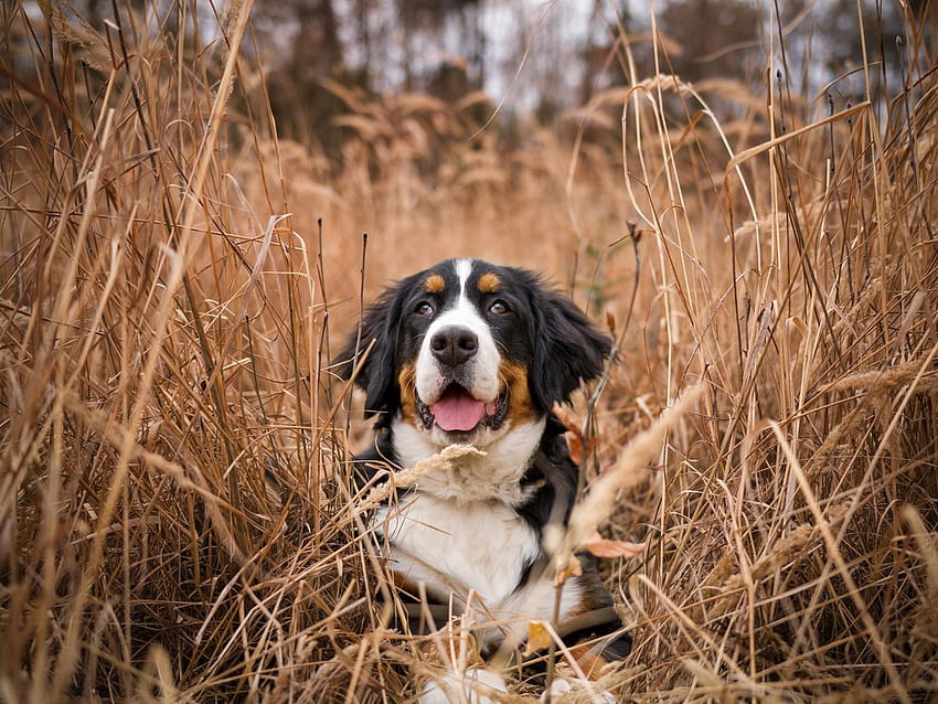 bernese mountain dog, dog, grass, spotted standard 4:3 background HD wallpaper