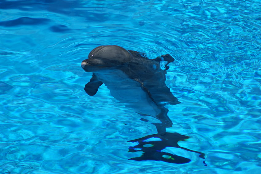Zwierzęta, woda, fale, falowanie, delfin Tapeta HD