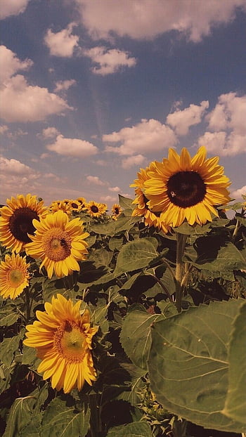 Download wallpaper 1280x1024 girl silhouette sunflower flower sunset  standard 54 hd background