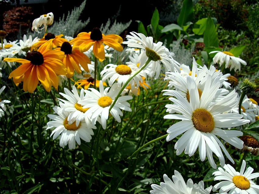 ดอกเดซี่ ฤดูร้อน เดซี่ ดอกไม้ กราฟ บานสะพรั่ง วอลล์เปเปอร์ HD
