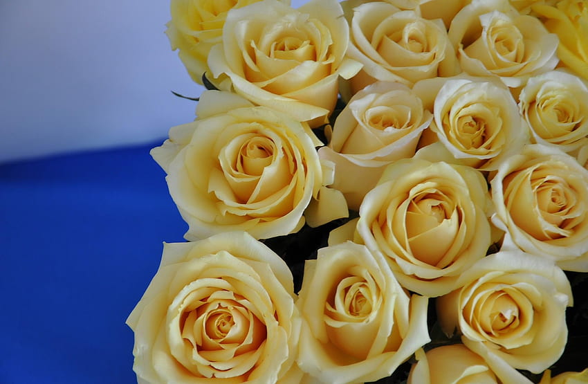 Flowers, Roses, Close-Up, Bouquet, Buds HD wallpaper