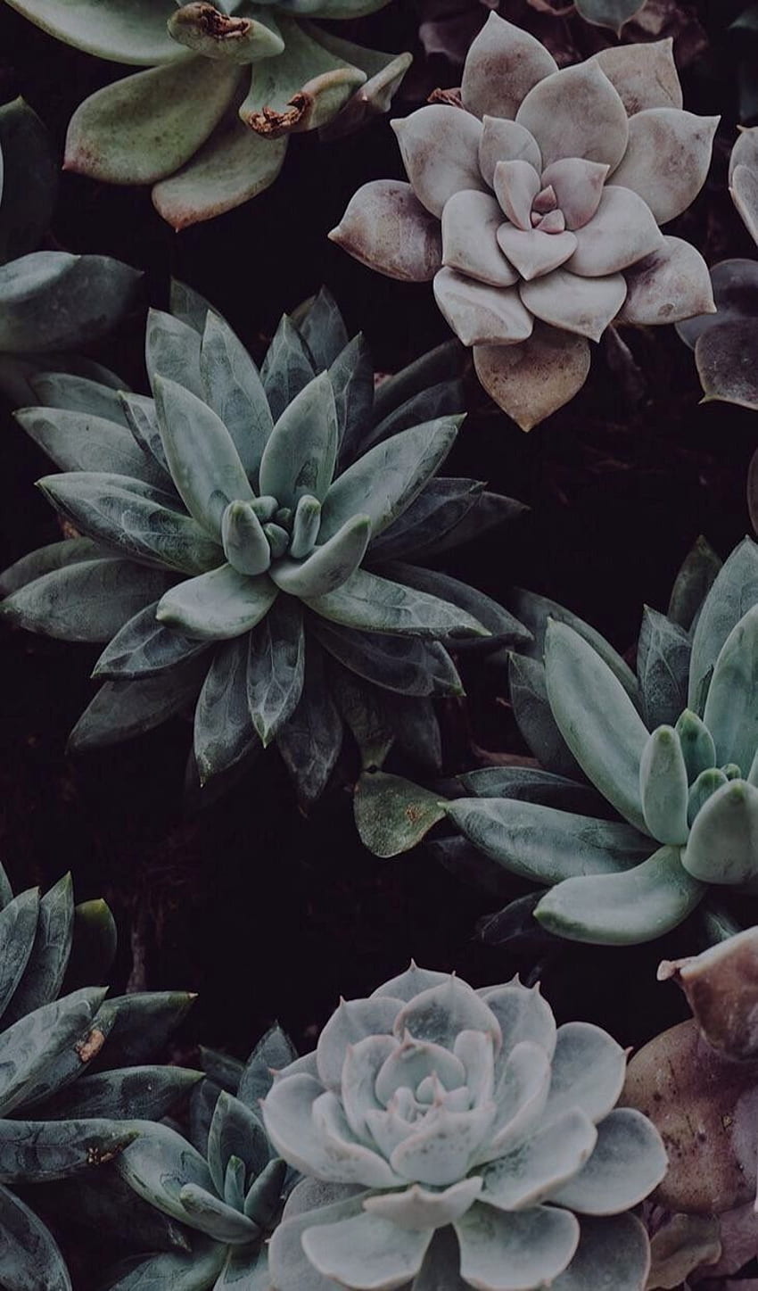 Succulents Dark mood. Echeveria. Succulents HD phone wallpaper