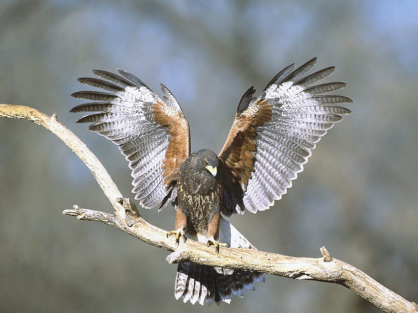 Tiere, Vogel, Zweig, Flügel, Falke HD-Hintergrundbild
