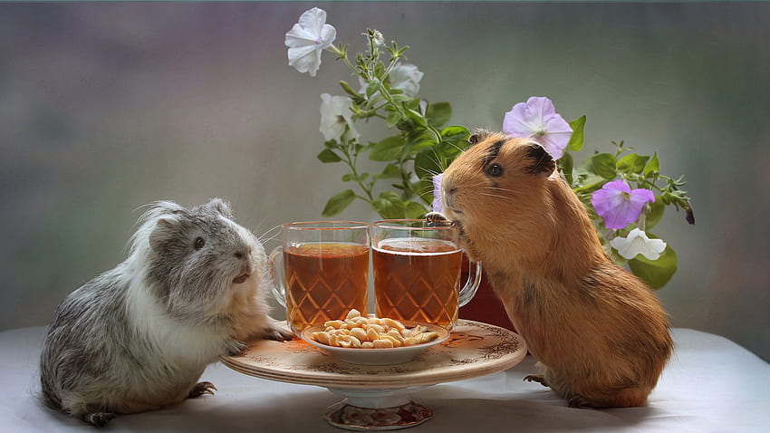 Brown White Black Guinea Pigs Are Standing On Table Near Flowers Plant Guinea Pig HD wallpaper