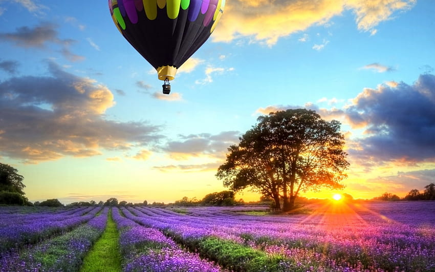 日没時のラベンダー畑の上の熱気球、気球、花、野原、日没 高画質の壁紙