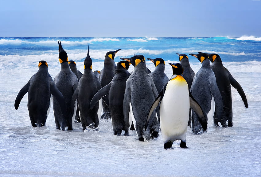Pinguim-rei na praia, animais papel de parede HD