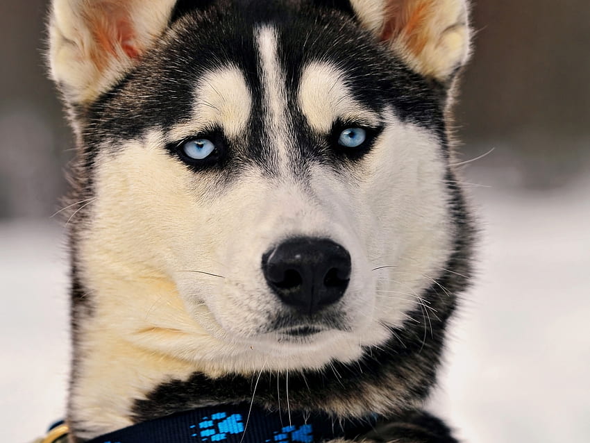 동물, 개, 총구, 허스키, 파란 눈, 파란 눈 HD 월페이퍼