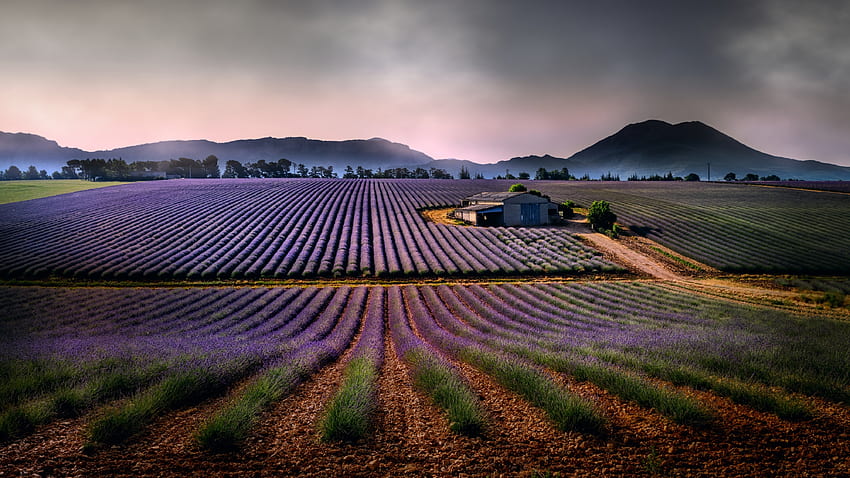 Ladang lavender, lanskap Wallpaper HD