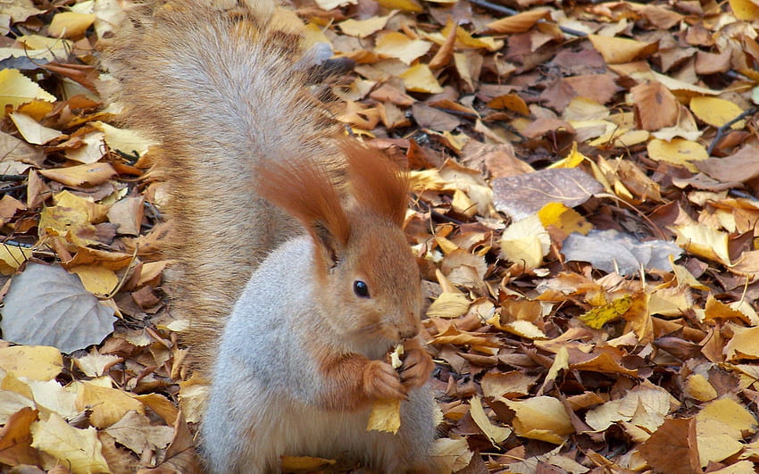 다람쥐, 동물, 가을, 음식, 잎 HD 월페이퍼