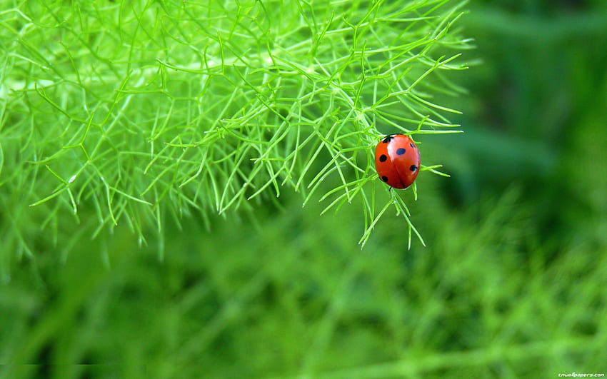 Ladybird Beetle - & Background HD wallpaper