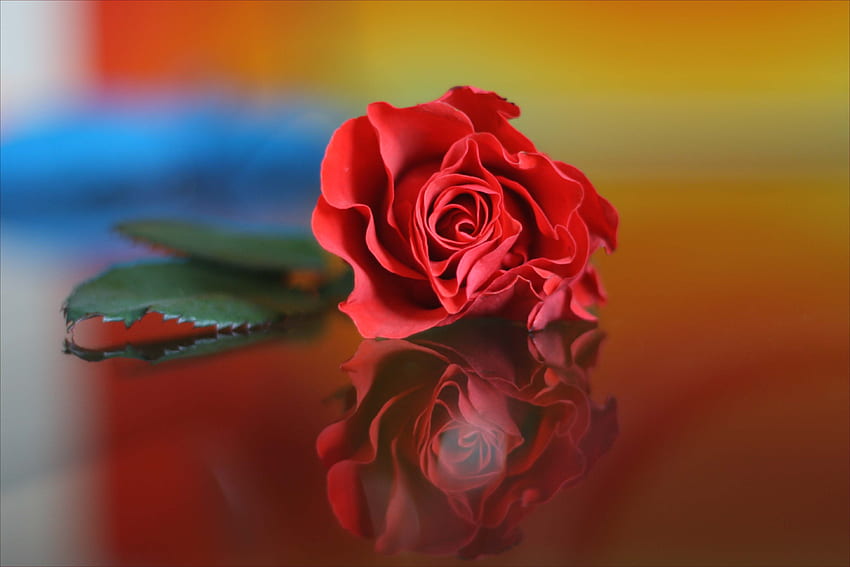 Red Rose, rose, flower, red, rosu, trandafir, beautiful, flowers HD wallpaper