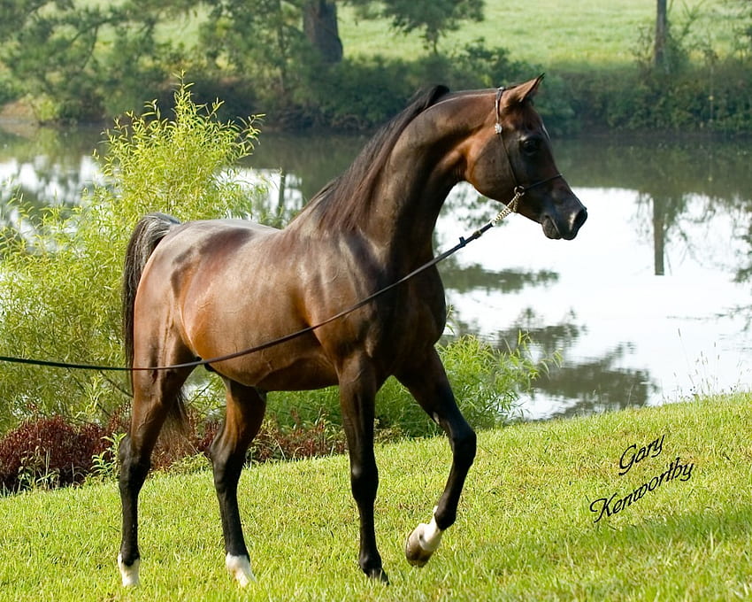 Bay Arabian, defne, arap, atlar, oryantal HD duvar kağıdı
