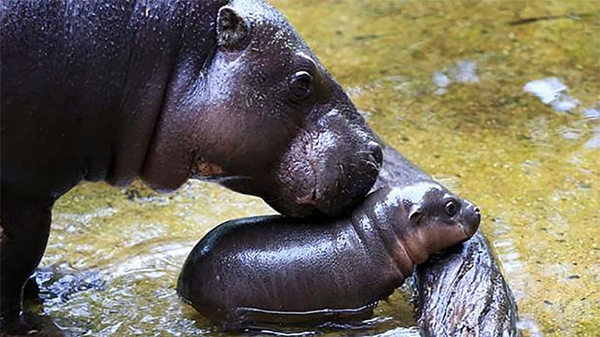 Baby pygmy hippo gets adorable swimming lesson from mom at Melbourne Zoo - ABC7 San Francisco, Cute Hippo HD wallpaper