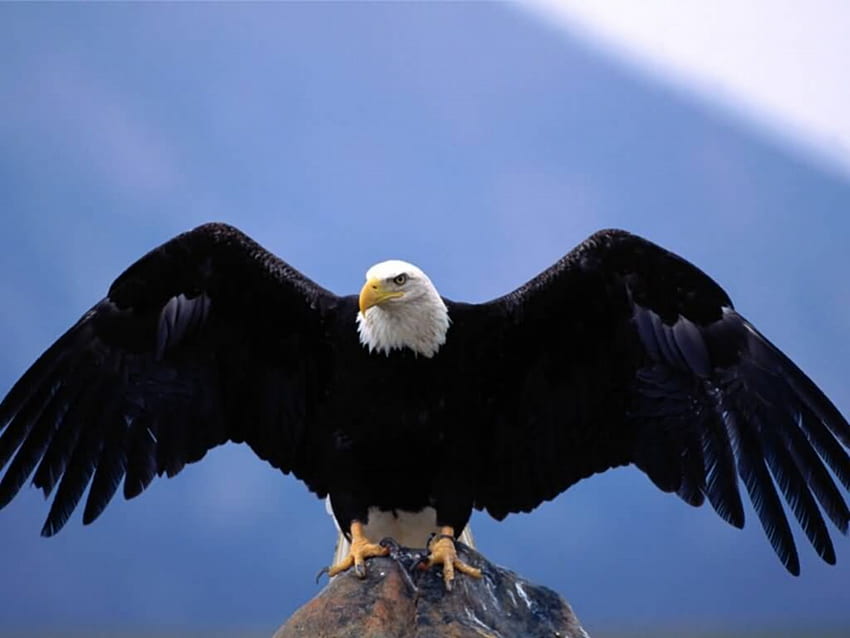 El águila calva, ave de rapiña, cabeza blanca, águila, águila calva fondo de pantalla