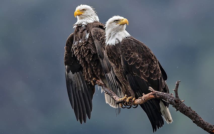 Bald Eagles, animal, bird, eagle, bald eagle HD wallpaper | Pxfuel