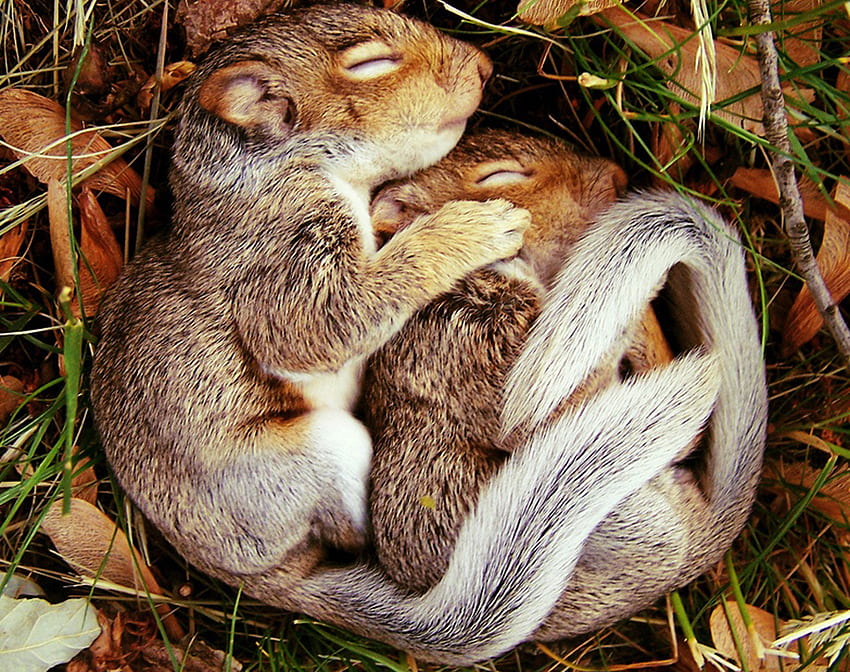 Squirrels, cute, sleeping, animals HD wallpaper