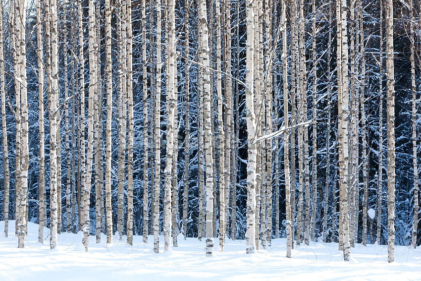 Snowy Birch Forest . Wallsauce US. Forest Wall Mural, Forest , Birch ...