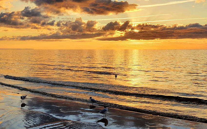 Golden Sea, sea, gulls, clouds, Latvia, beach HD wallpaper