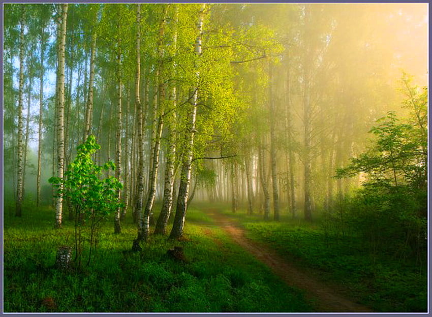 夏の夜明け、霧、光線、朝、日光、緑、木々、森 高画質の壁紙