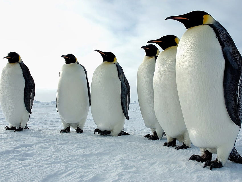 Penguins linux Penguin Group - Disappointed Penguin -, 3D Penguin HD wallpaper