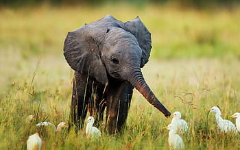 tiny baby elephant